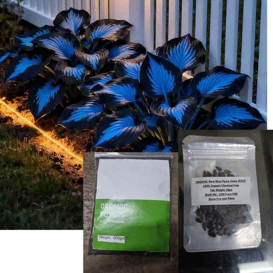 Hosta Seeds with Pot Mix